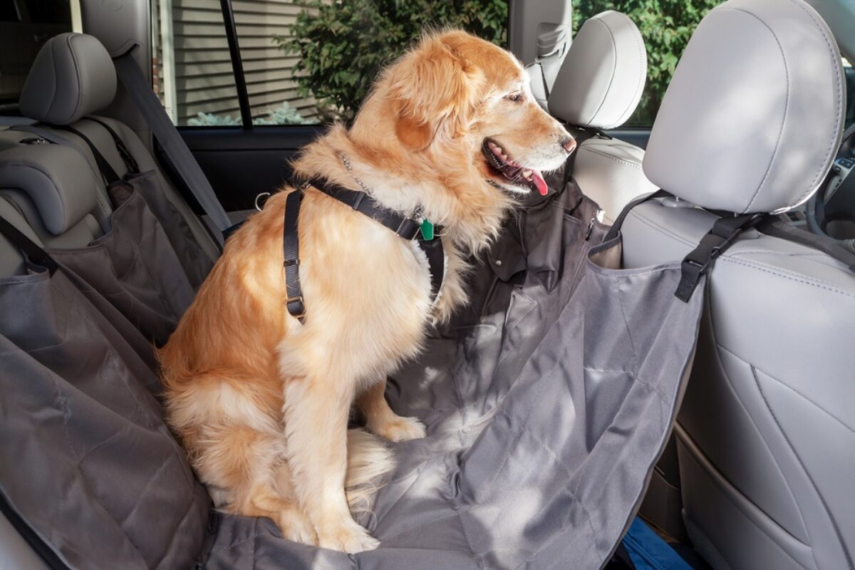 hund in einem auto-fenster und genießen autoreise - Lizenzfreies