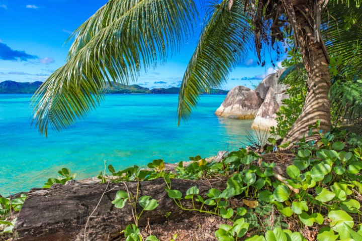 Türkisblaues Wasser, Palmen und Traumstrände - die Karibik ist seit jeher ein Sehnsuchtsort für Urlauber aus der ganzen Welt.