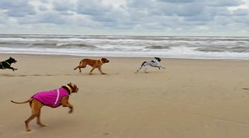 Mit dem Hund nach Noordwijk