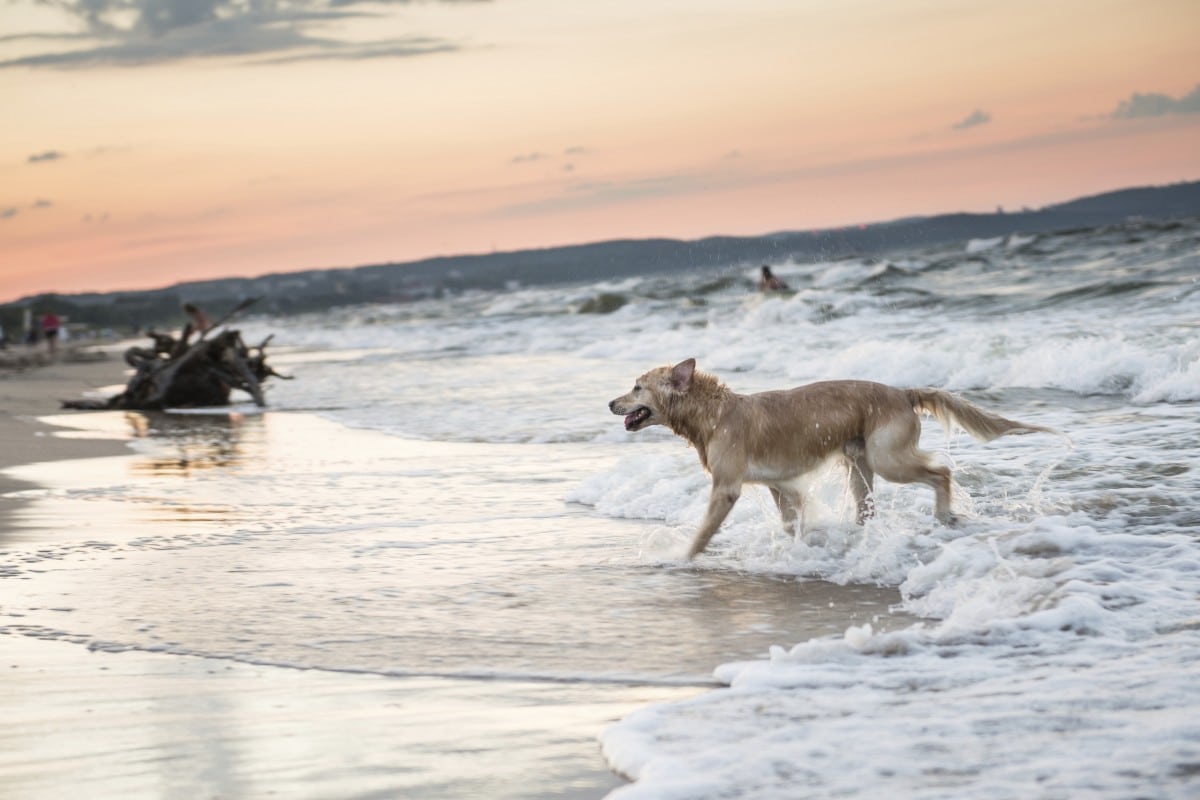 Ostsee-Urlaub mit Hund: über 60 Hundestrände stehen zwischen Ahlbeck und Zinnowitz für vierbeinige Gäste bereit