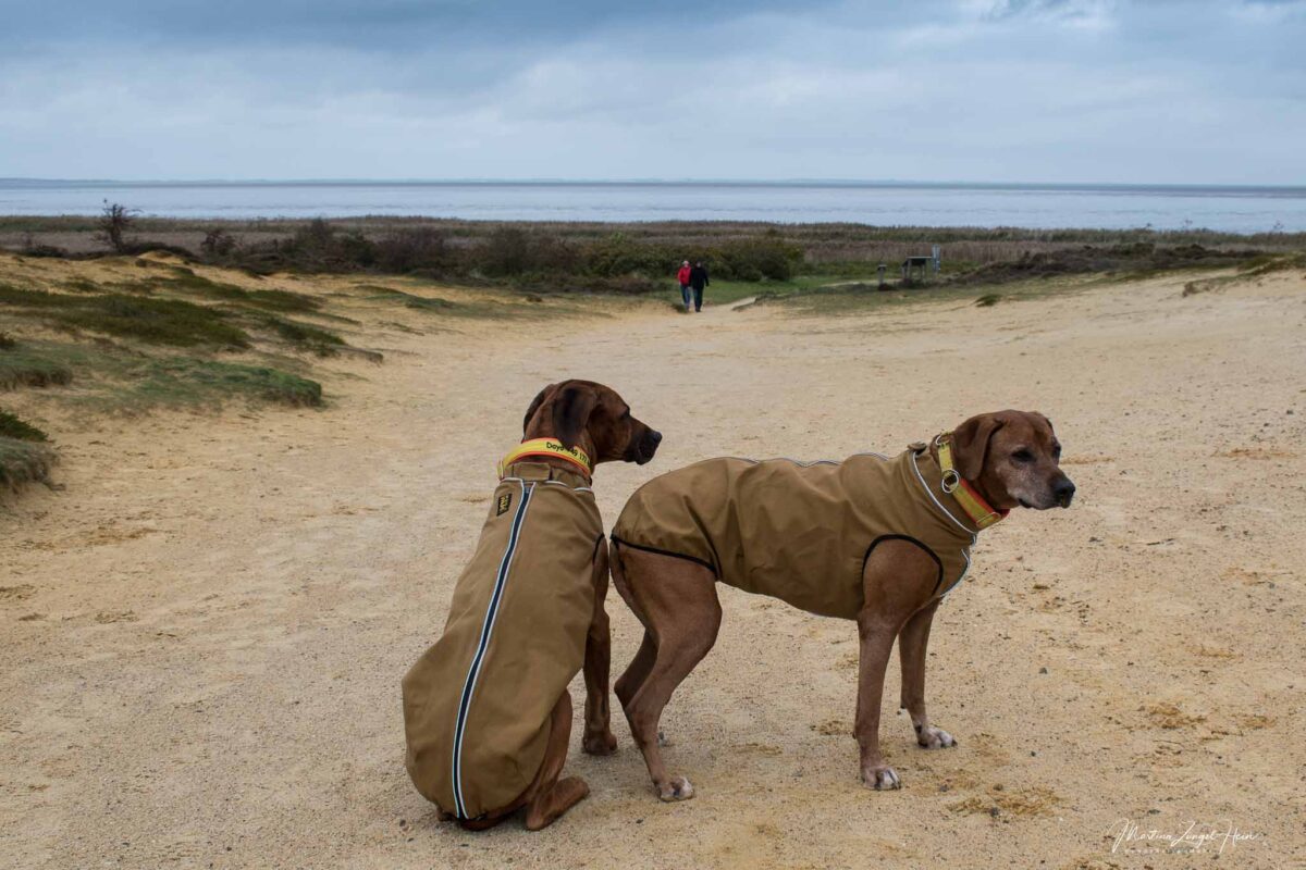 Morsum Kliff - Die Hunde sind-gut geschützt gegen Wind und Wetter auf Sylt