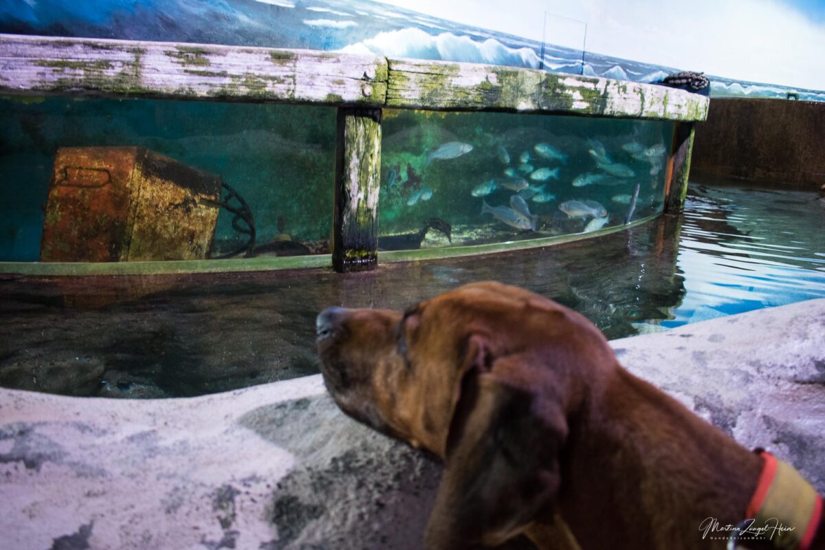 Sylt Aquarium in Westerland