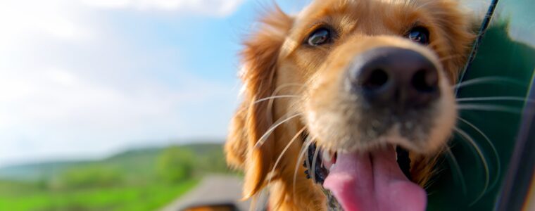 Autoreisen mit Hund – so wird es entspannt