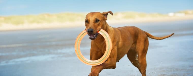 Urlaub mit Hund auf Sylt