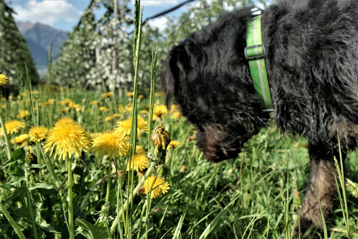 Hund schnuppert an Gras mit Apfelblüten im Hintergrund die Südtiroler Berge