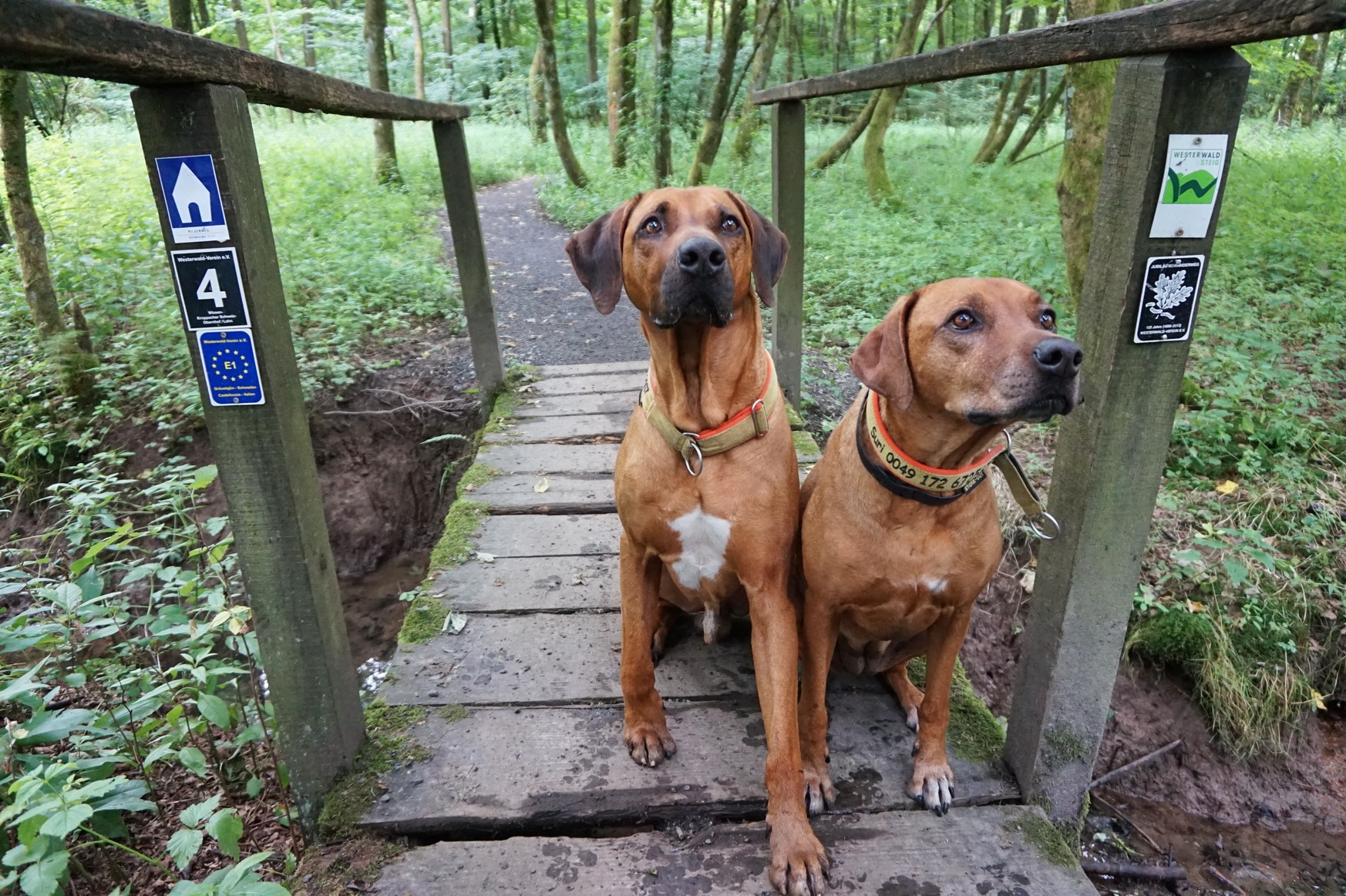 Oh, du schöner Westerwald Wandern mit Hund Freiheit frei Haus