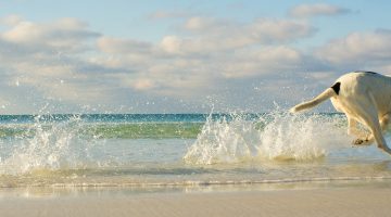Die schönsten Hundestrände Italiens