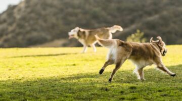 Dogs playing outdoor in the park.