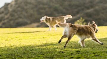 Dogs playing outdoor in the park.