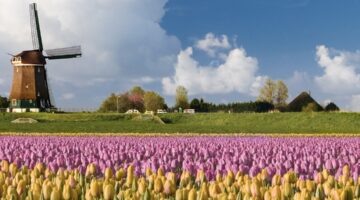 Spring Landscape