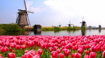 Tulips with Dutch windmills and canal