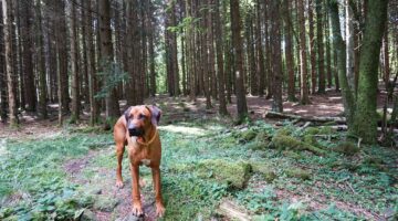 WesterwaldSteig_Etappe_5-29