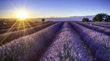 lavender fields