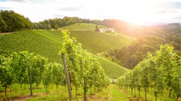 Vineyards along the South Styrian Wine Road in autumn, Austria Europe