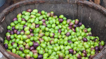 Freshly harvested green and black olives in a wooden basket for sale at Sineu market, Majorca, Spain