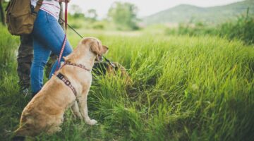 Wandern mit Hund