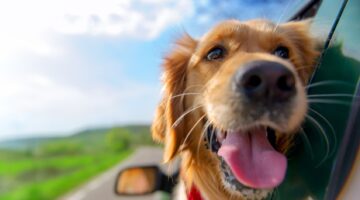 Golden Retriever Looking Out Of Car Window