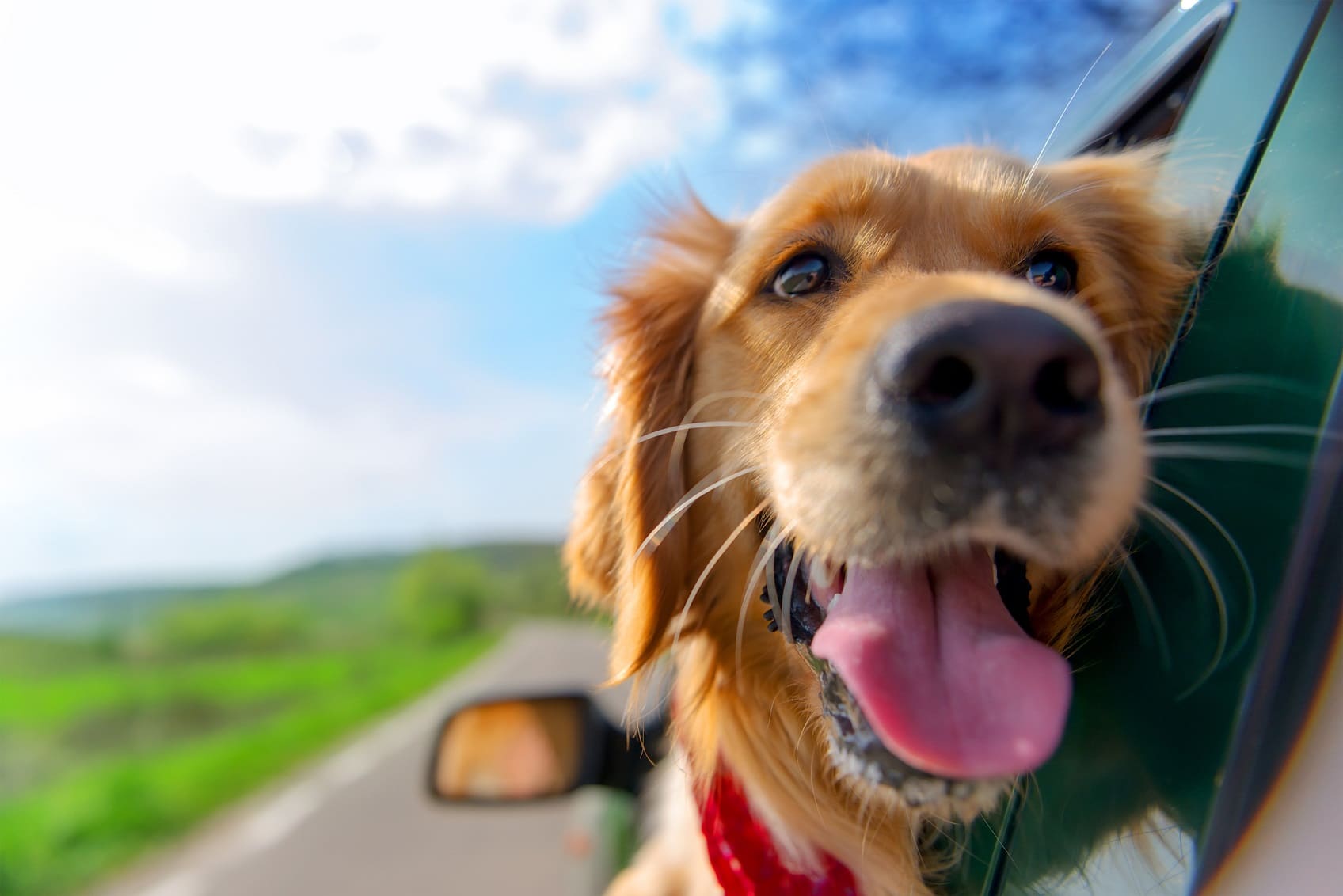 Autoreisen mit Hund so geht’s entspannt mit Hund in den