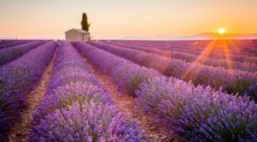 Purple lavender field in Valensole, France