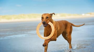 Urlaub mit Hund auf Sylt