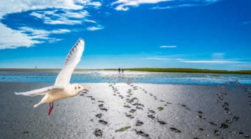 Fussabdrücke im Nordseewatt