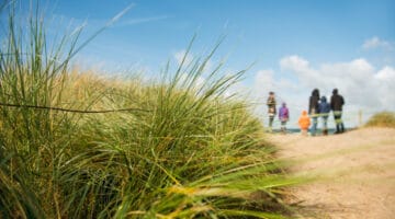 Dune grass on the beach