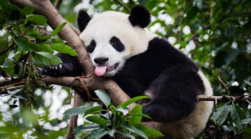 Panda with Tongue Out