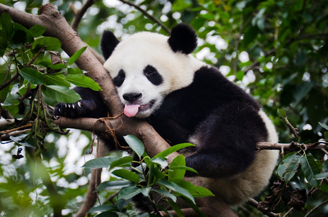 Die Top 10 Zoos in Deutschland Freiheit frei Haus