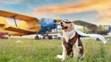 Hund am Flughafen