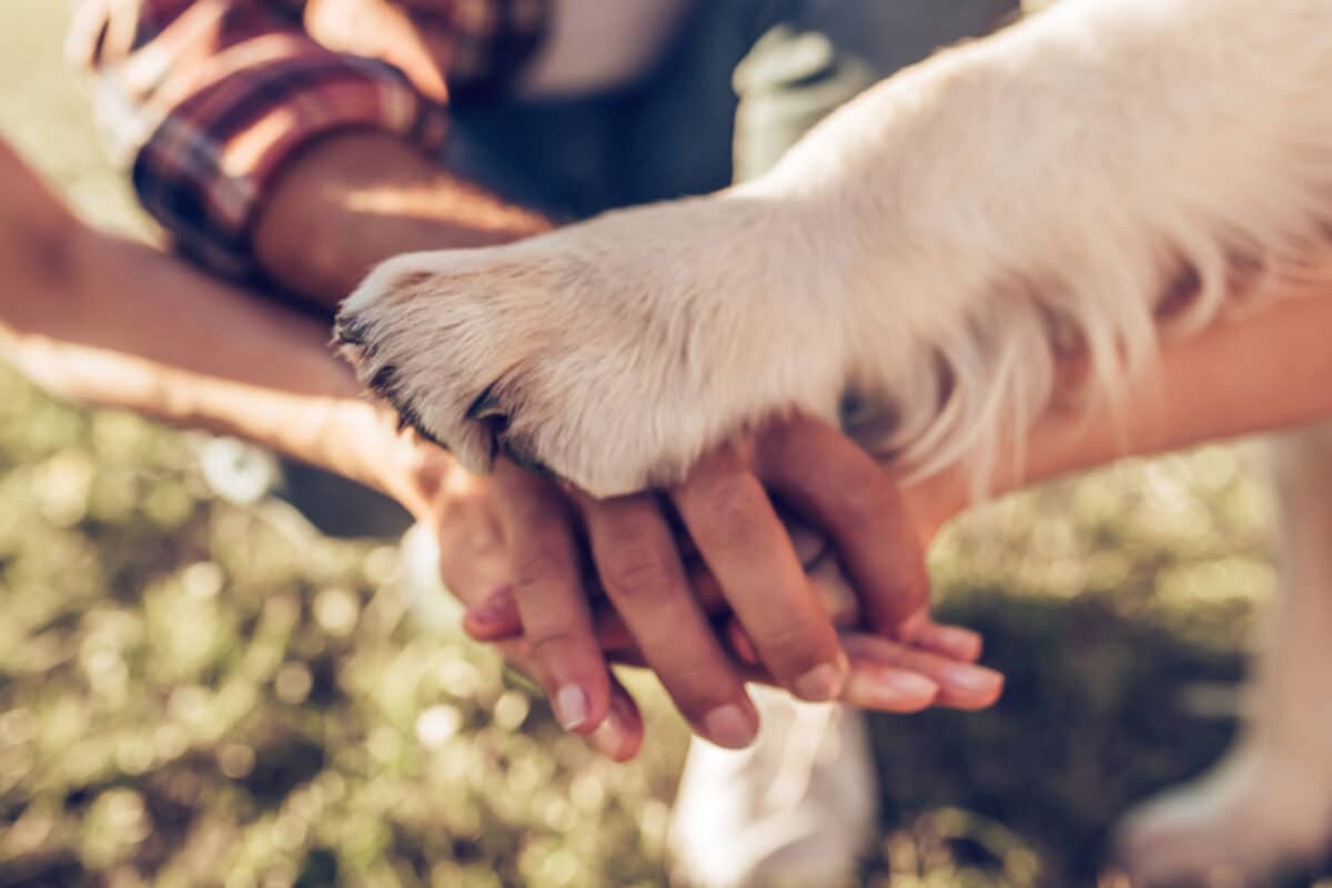 Fliegen mit Hund sollte entspannt ablaufen