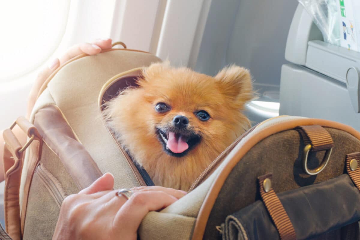 Hund im Flugzeug in der Transporttasche