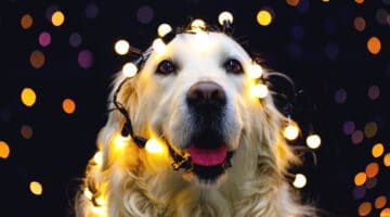 Golden retriever dog with red hat