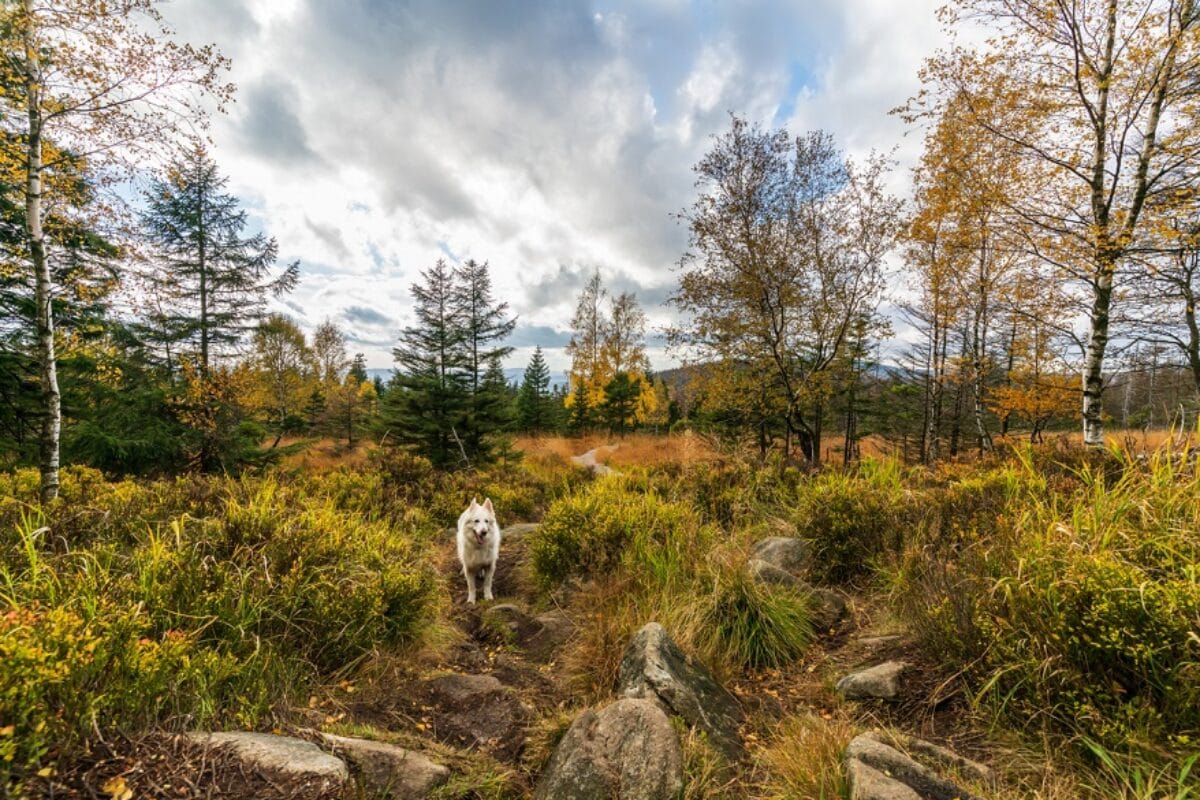 Silvester mit Hund im Harz