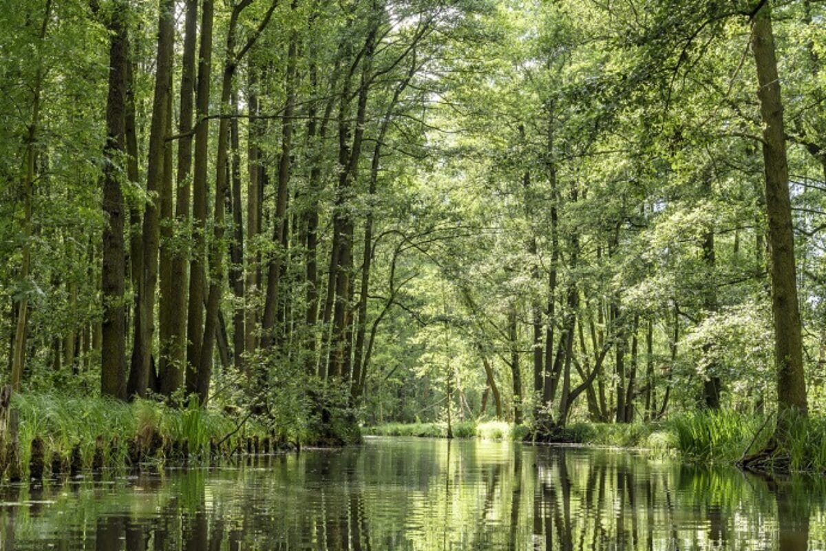 Spreewald in Brandenburg