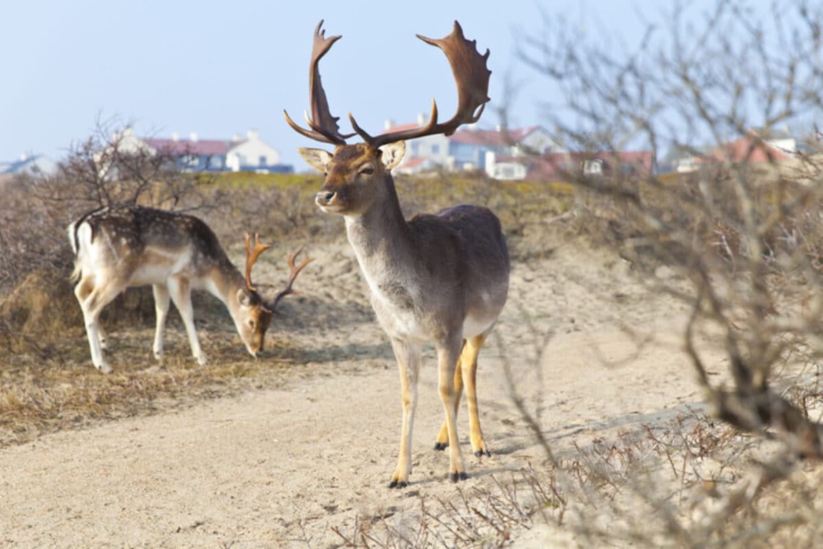 Amsterdamse Waterleidingduinen