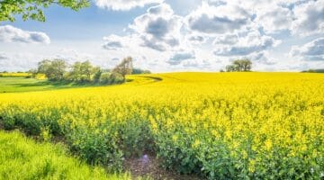 Die schönsten Ausflugsziele Schleswig Holstein