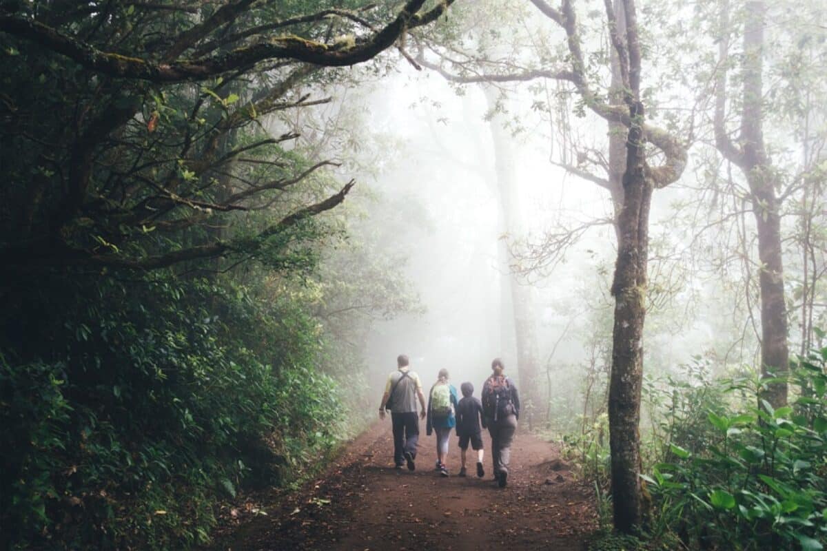 Nebelwald Madeira