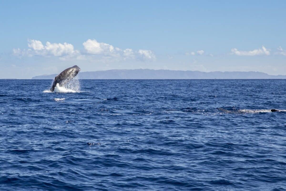 Whale Watching vor Madeira