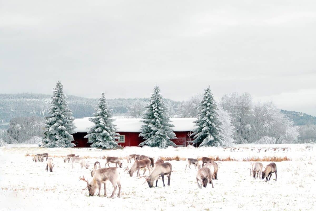 Lapppland im Winter