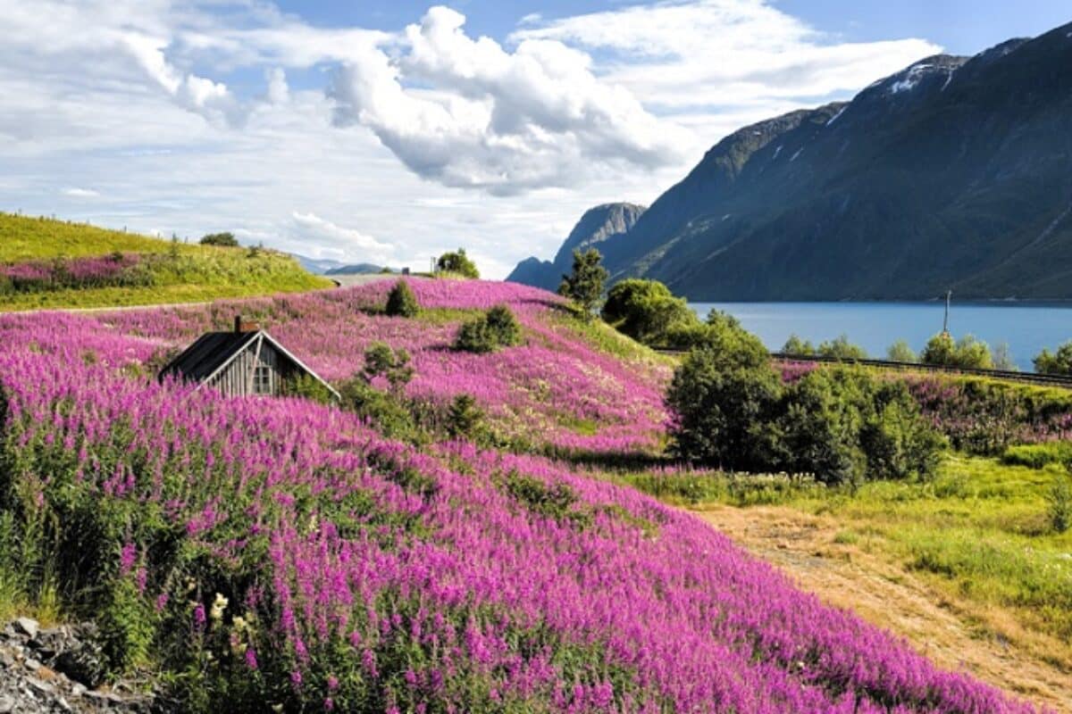 Fjord Norwegen - Sognefjorn