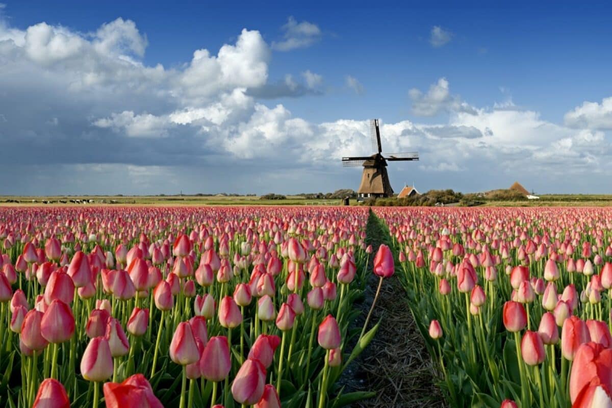 Tulpenfelder Niederlande