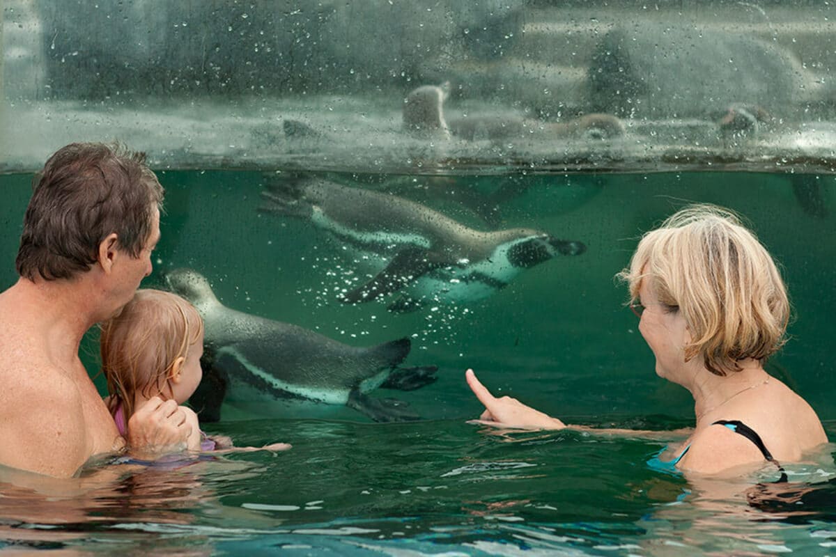 schwimmen mit pinguinen Spreewelten