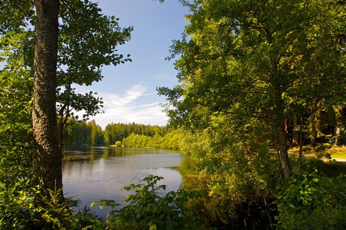 Bayerischer Wald