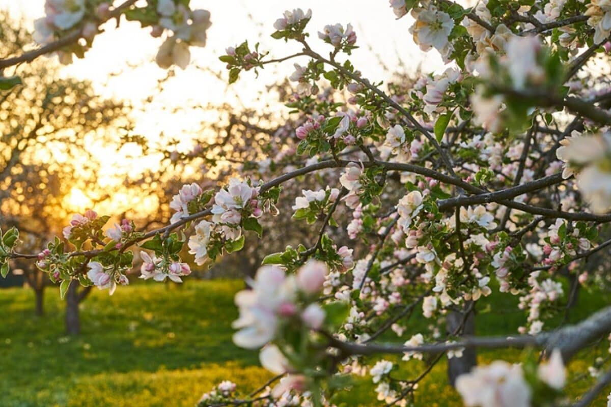 Apfelblüte im Alten Land