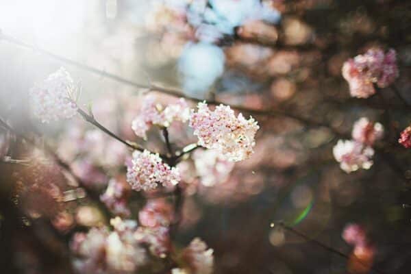 Frühling Deutschland: Blühorte