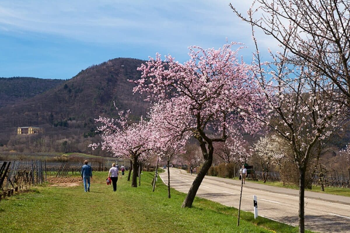 Pfälzer mandelblüte