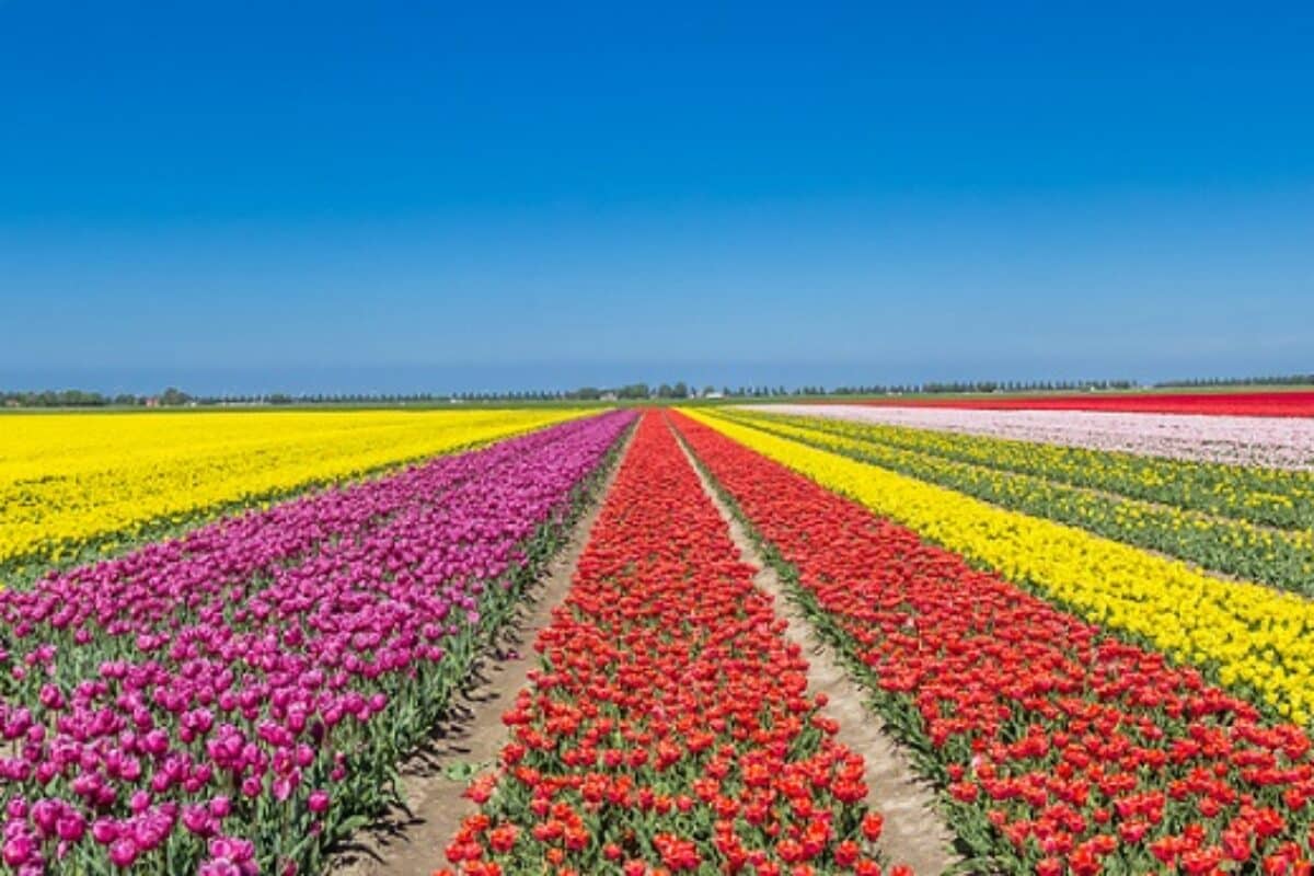 Flevoland Tulpenroute