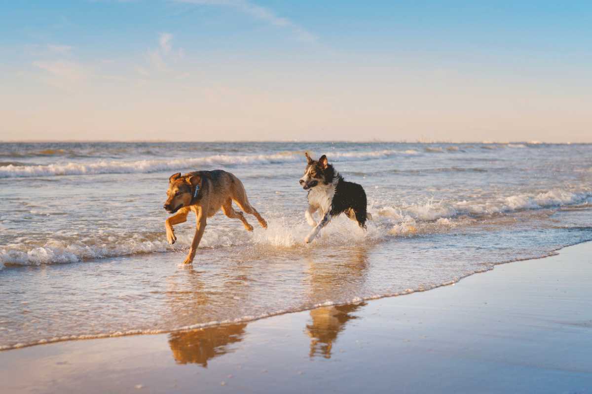 Strand von Renesse