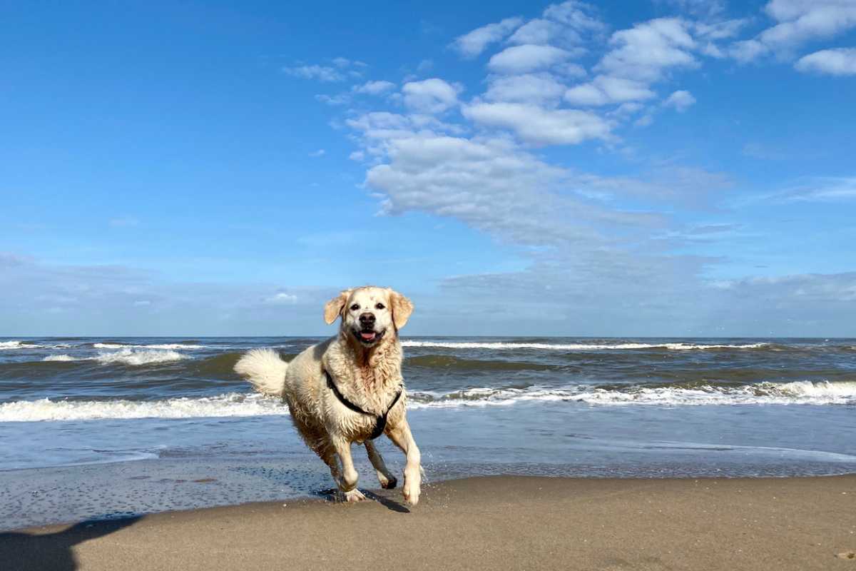 Am Strand Noordwijk