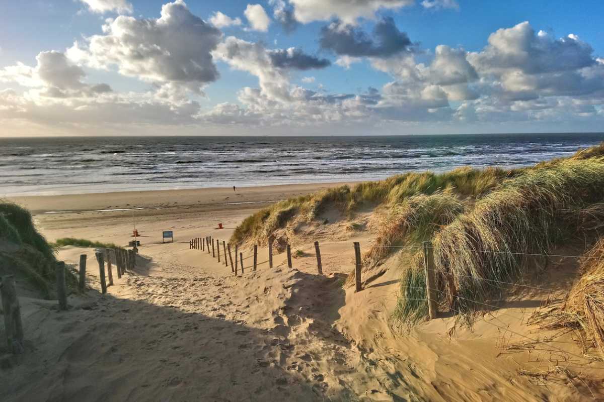 Hunde ohne Leine am Strand von Zandvoort